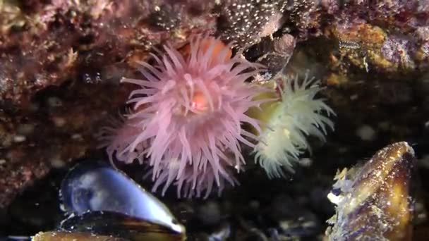 Vitsippor (Actinia equina)). — Stockvideo