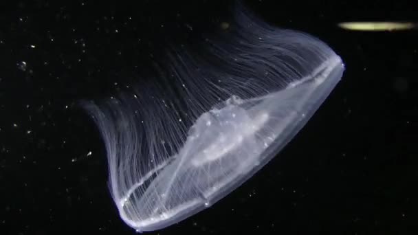 Méduses Aurelia (Aurelia aurita ).