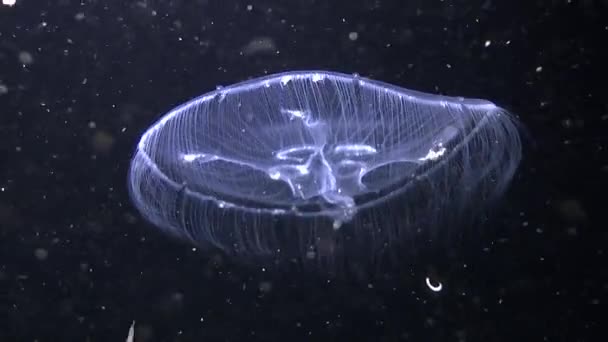 Jellyfish Aurelia (Aurelia aurita). — Stock Video
