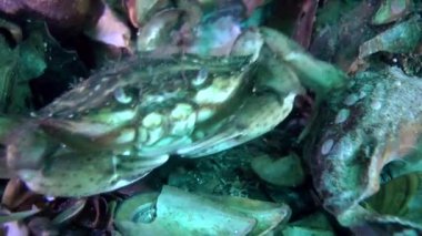 Yeşil Yengeç (Çingene maenas).