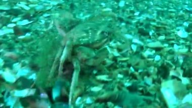 Yeşil Yengeç (Çingene maenas).