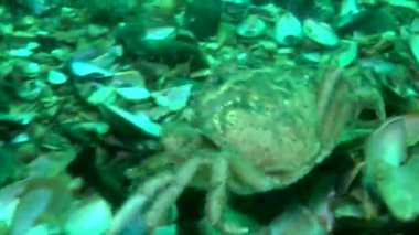 Yeşil Yengeç (Çingene maenas).