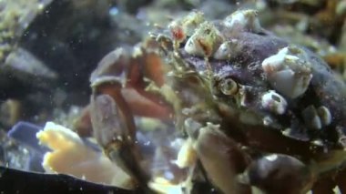 Yeşil Yengeç (Çingene maenas).