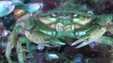 Yeşil Yengeç (Çingene maenas).