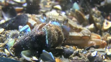 Küçük Yalnızcıl Yengeç (Diyojen pugilator).