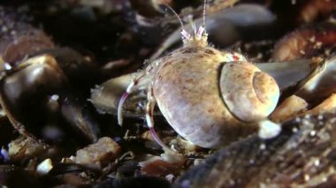 Küçük Yalnızcıl Yengeç (Diyojen pugilator).