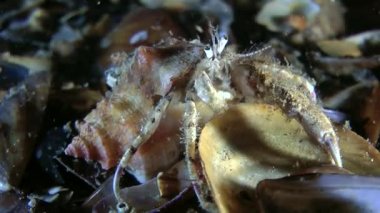 Küçük Yalnızcıl Yengeç (Diyojen pugilator).