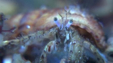 Küçük Yalnızcıl Yengeç (Diyojen pugilator).