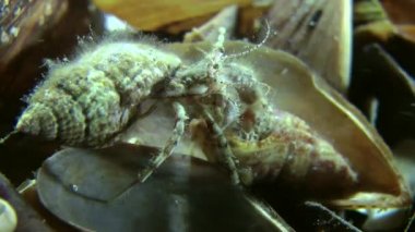 Küçük Yalnızcıl Yengeç (Diyojen pugilator eşleştirme).