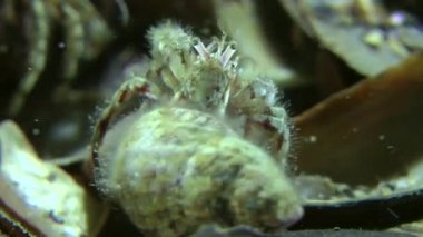 Küçük Yalnızcıl Yengeç (Diyojen pugilator eşleştirme).