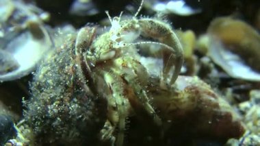 Küçük Yalnızcıl Yengeç (Diyojen pugilator eşleştirme).