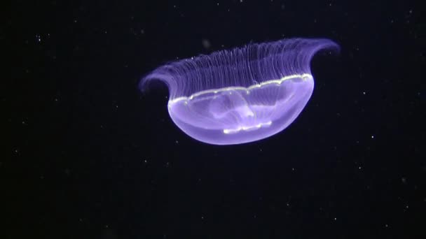 Jellyfish Aurelia (Aurelia aurita). — Stock Video