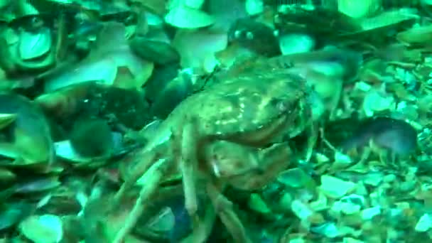 Zelený krab (Carcinus maenas). — Stock video