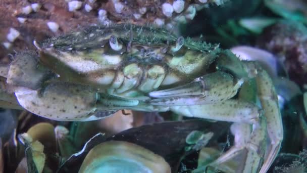 Green crab (Carcinus maenas). — Stock Video