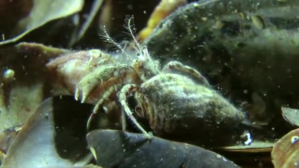 Pairing of Small hermit crab (Diogenes pugilator). — Stock Video
