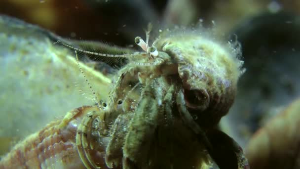 Pairing of Small hermit crab (Diogenes pugilator). — Stock Video