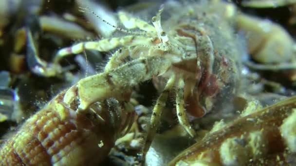 Accompagnement du petit crabe-ermite (Diogenes pugilator ). — Video