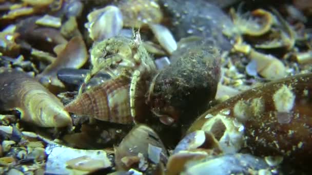 Emparelhamento de pequeno caranguejo eremita (Diogenes pugilator ). — Vídeo de Stock