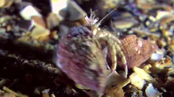 Emparelhamento de pequeno caranguejo eremita (Diogenes pugilator ). — Vídeo de Stock