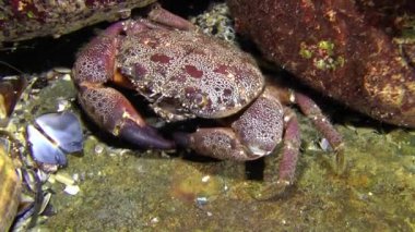 Siğil gibi Yengeç (Eriphia verrucosa).