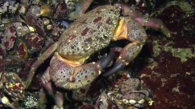 Siğil gibi Yengeç (Eriphia verrucosa).