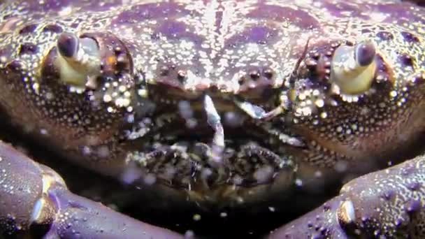 Warty crab (Eriphia verrucosa). — Stock Video