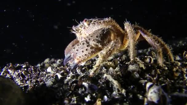 Caranguejo-de-verruga (Erifia verrucosa ). — Vídeo de Stock