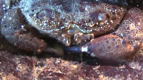 Warty crab (Eriphia verrucosa). — Stock Video