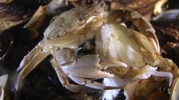 Páření krabů (Liocarcinus holsatus). — Stock video