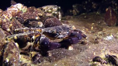 Mermer rock Yengeç (Marmara pavuryası).