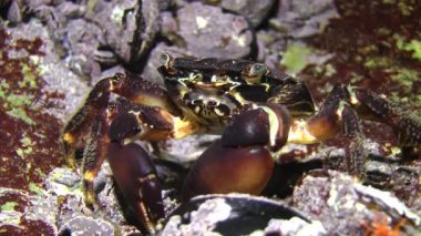 Mermer rock Yengeç (Marmara pavuryası).