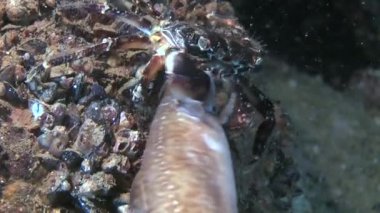 Mermer rock Yengeç (Marmara pavuryası).