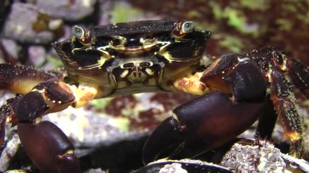 Crabe commun marbré (Pachygrapsus marmoratus) ).