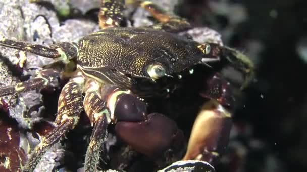 Crabe commun marbré (Pachygrapsus marmoratus) ).