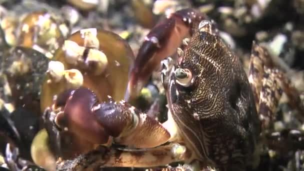 Granchio di roccia marmorizzato (Pachygrapsus marmoratus ). — Video Stock