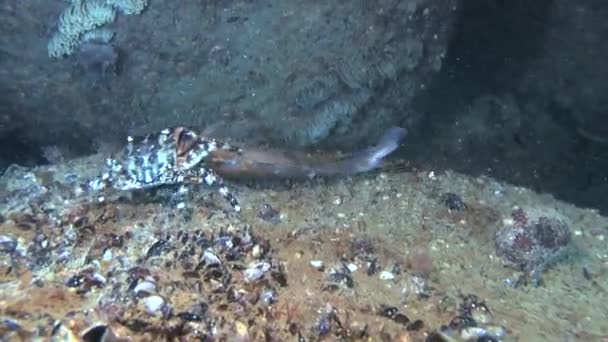 Crabe commun marbré (Pachygrapsus marmoratus) ). — Video
