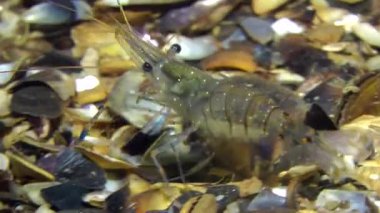 Deniz karides (Palaemon elegans).