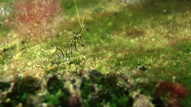 Deniz karides (Palaemon elegans).