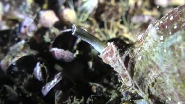 Damarlı salyangozu (Rapana venosa).