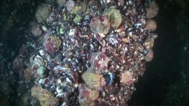 Damarlı salyangozu (Rapana venosa).