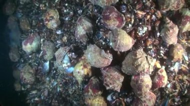 Damarlı salyangozu (Rapana venosa).