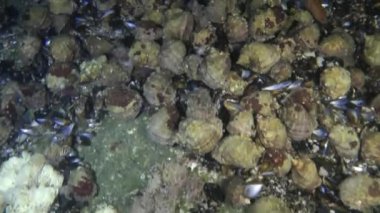 Damarlı salyangozu (Rapana venosa).