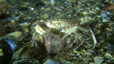 Damarlı salyangozu (Rapana venosa).