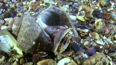 Damarlı salyangozu (Rapana venosa).