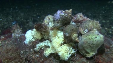 Damarlı salyangozu (Rapana venosa).