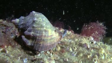 Damarlı salyangozu (Rapana venosa).