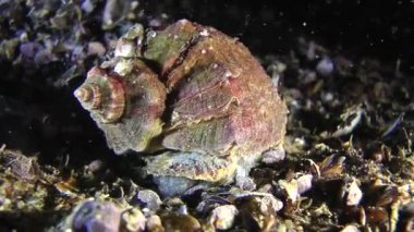 Damarlı salyangozu (Rapana venosa).