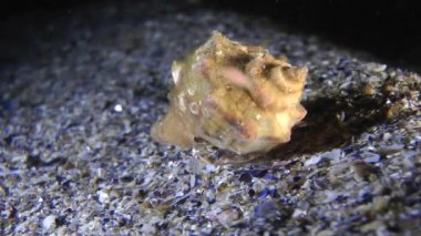 Damarlı salyangozu (Rapana venosa).