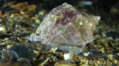 Damarlı salyangozu (Rapana venosa).