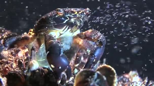 Reproduction du crabe marbré (Pachygrapsus marmoratus) ). — Video